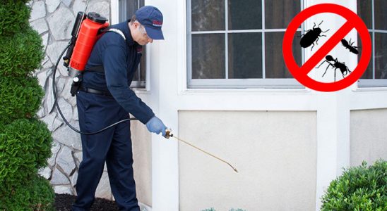 Dernekpazarı Bit İlaçlama böcek ilaçlama ve haşere kontrolü — ilaclama-tr.com